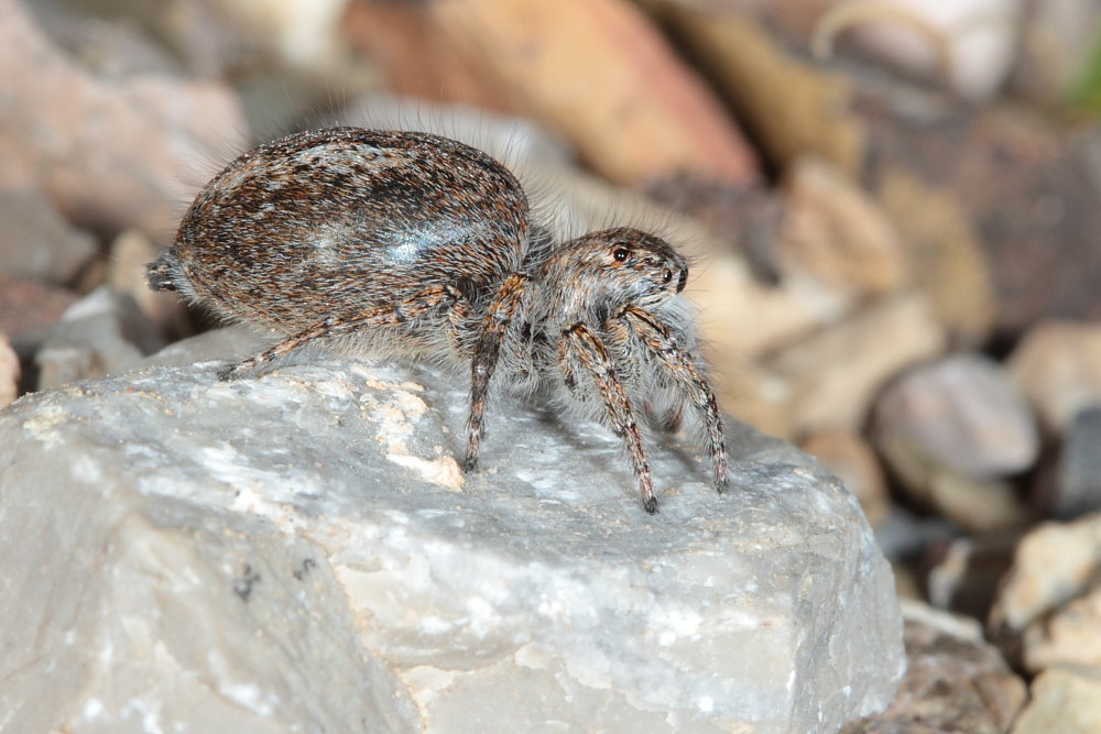 Philaeus chrysops (servizio fotografico completo)